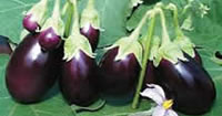 Aubergine Seeds