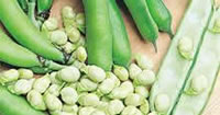 Bean Seeds