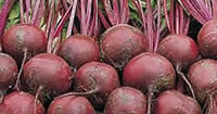 Beetroot Seeds