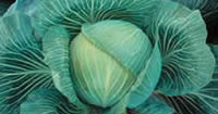 Cabbage Seeds