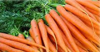 Carrot Seeds