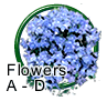 Delphinium Seeds