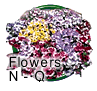 Nemesia Seeds
