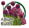 Allium Bulbs