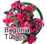 Begonia Bulbs