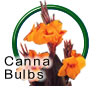 Canna Bulbs