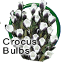 Crocus Bulbs