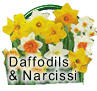 Daffodil Bulbs
