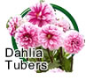 Dahlia Tubers