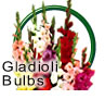 Gladioli Bulbs