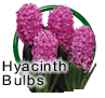 Hyacinth Bulbs