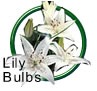 Lily Bulbs