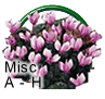 Spring Bulbs A to H