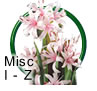 Summer Bulbs I to Z