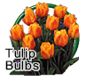 Tulip Bulbs