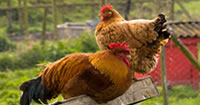 Chicken Coops