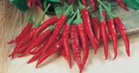 Chili Pepper Seeds