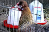 Feeder Guide