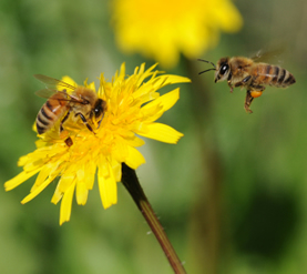 Bees on a Dandelion