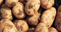 First Early Seed potatoes