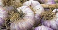 Garlic Bulbs