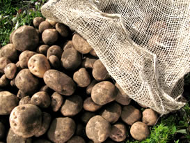 growing-potatoes