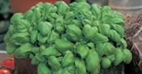 Herb Seeds