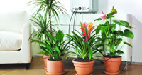 Indoor Watering Kits