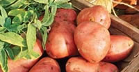 Maincrop Seed potatoes