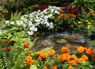 Marigolds Around a Pond