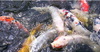 Nishikoi Fish Food