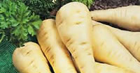 Parsnip Seeds