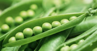 Pea seeds