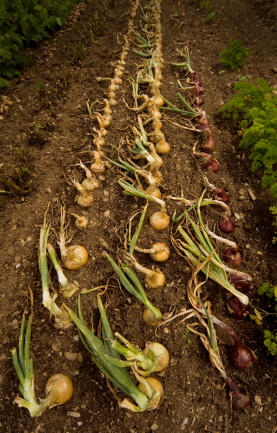 growing onions