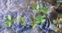 Garden Pond Treatments