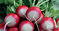 Radish Seeds