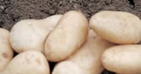 Second Early Seed Potatoes