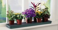 Self Watering Trays