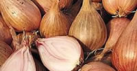 Shallot Seeds and Sets