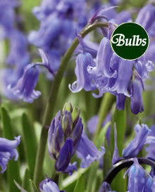 Hyacinthodies Non Scripta Bluebell 