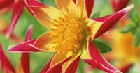 Summer Flowering Bulbs