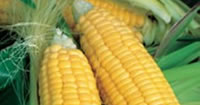 Sweetcorn seeds