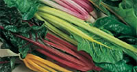 Swiss Chard seeds