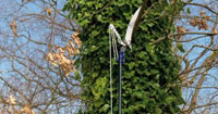 Telescopic Tree Pruning