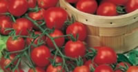 Tomato Seeds