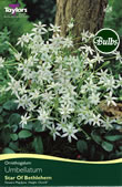 Ornithogalum Umbellatum Bulbs - Star of Bethlehem
