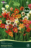 Sparaxis Bulbs - Harlequin Flower