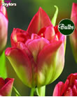 Double Viriflor - Double Early Tulip Bulbs