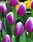 Valentine - Cottage Garden Tulip Bulb