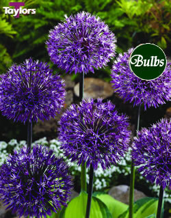 Allium Early Emperor Bulbs